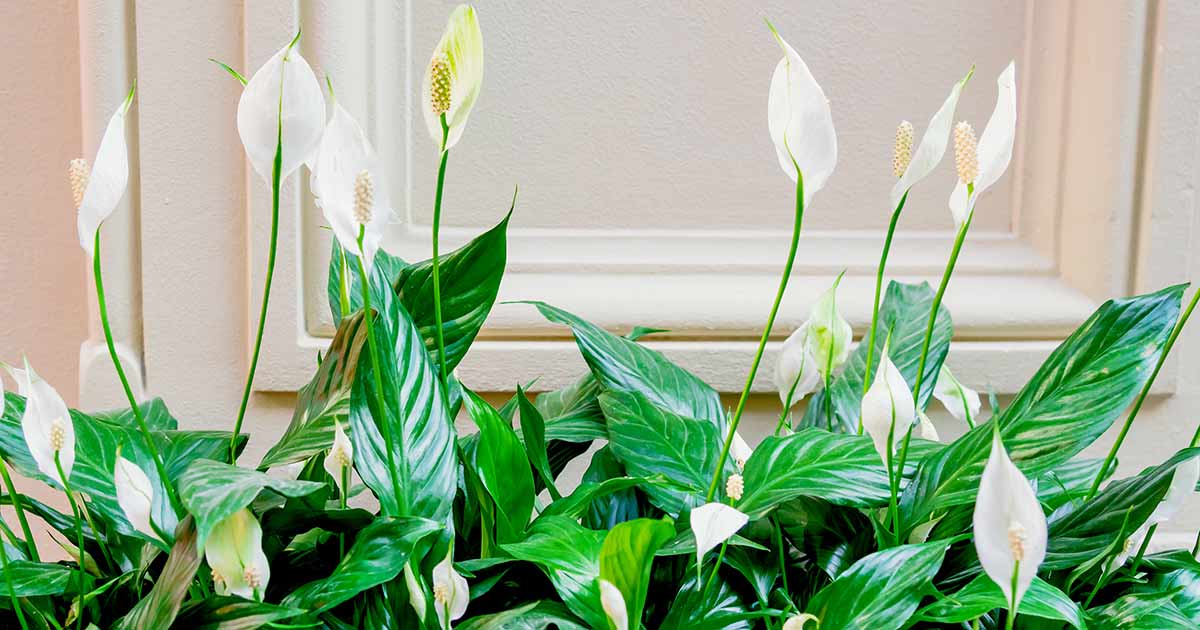 A Guide to Growing and Caring for a Lily Plant