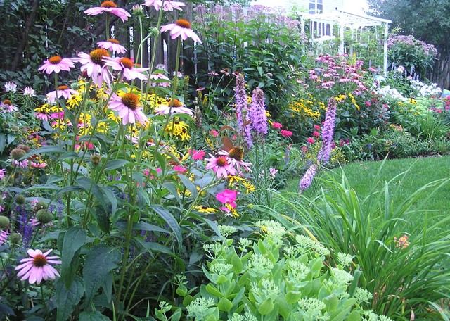 Coneflower Garden Design: A Beginner's Guide to Vibrant Blooms