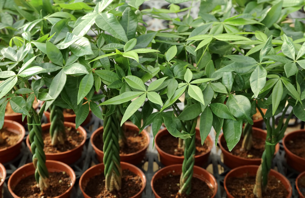 How to Grow a Japanese Money Tree: Unlocking the Secrets to Thriving Foliage