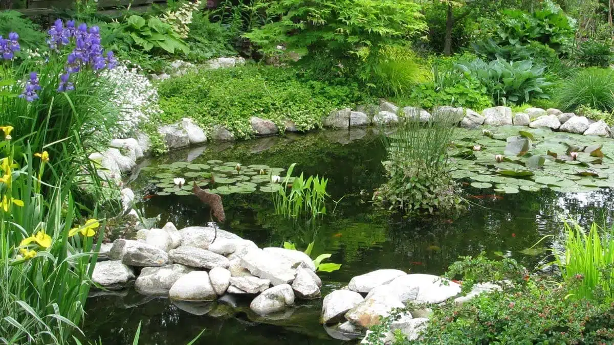 Learn How to Build a Gorgeous Garden Pond on a Budget