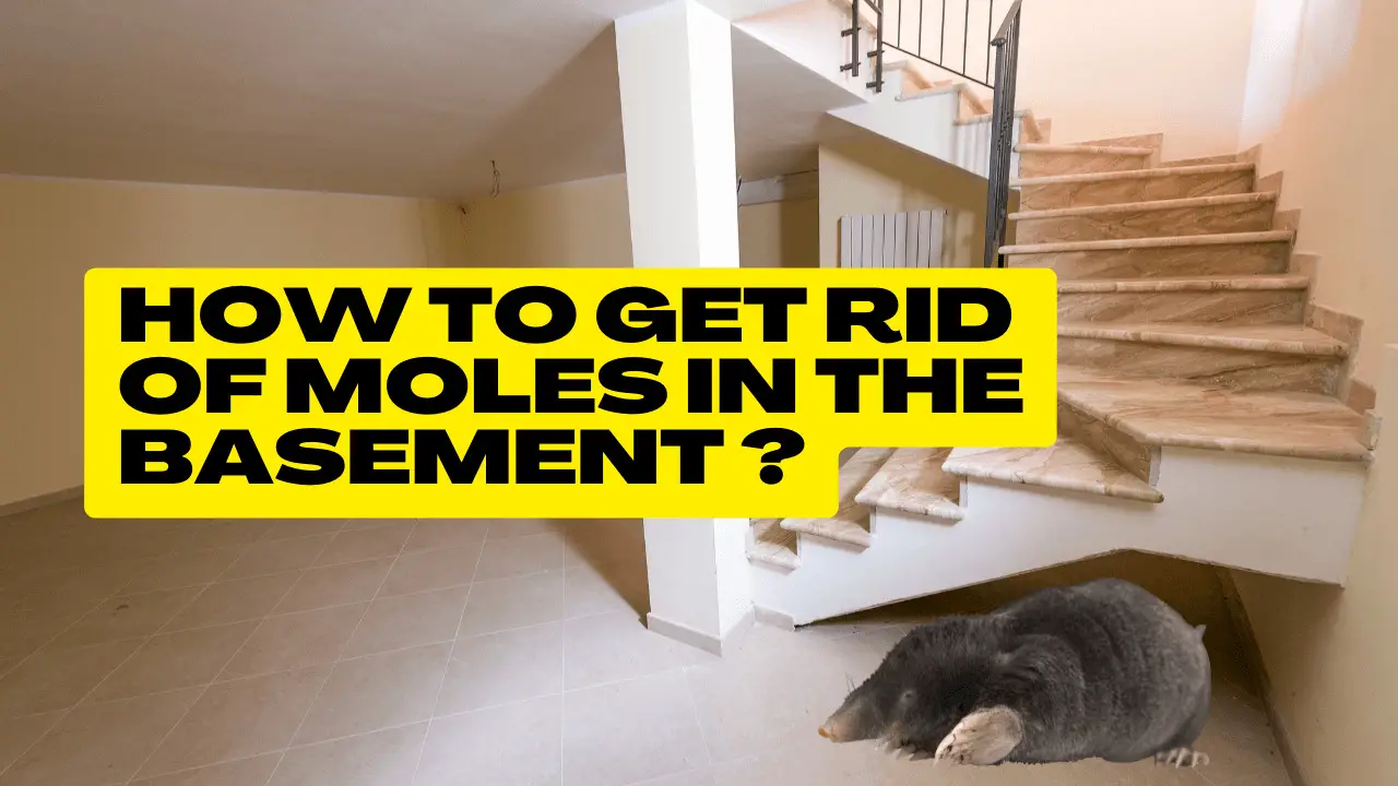 Mole in the Basement How to Keep Them Out of Your Home