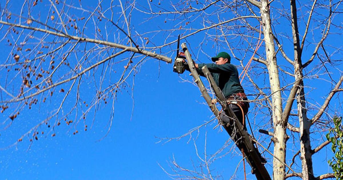 Everything You Need to Know About Crane Slings for Tree Work A Comprehensive Guide