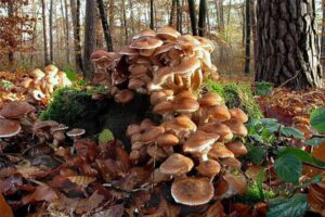 How Mushrooms And The Mycelium Network Are Healing The World