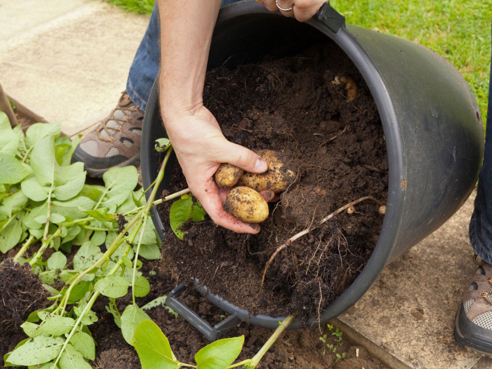How To Successfully Grow Potatoes In Containers And Buckets