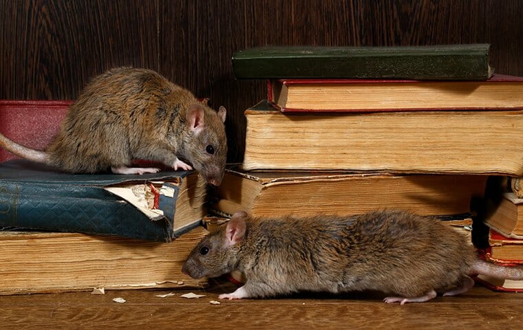 Rat Wall A Definitive Guide to Protecting Your Home from Unwanted Intruders